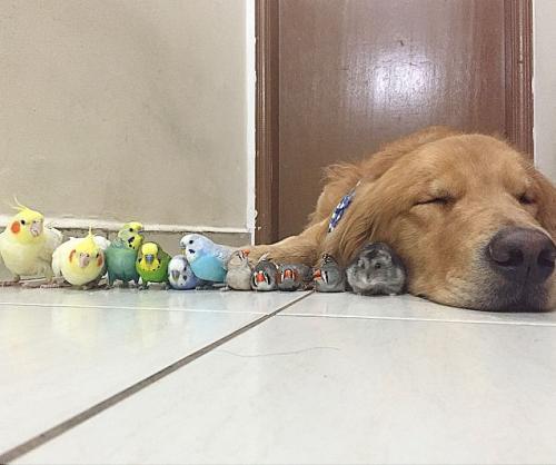 Conheça Bob, o Golden Retriever que é uma verdadeira celebridade no Instagram pdd.io/1GhD1BY