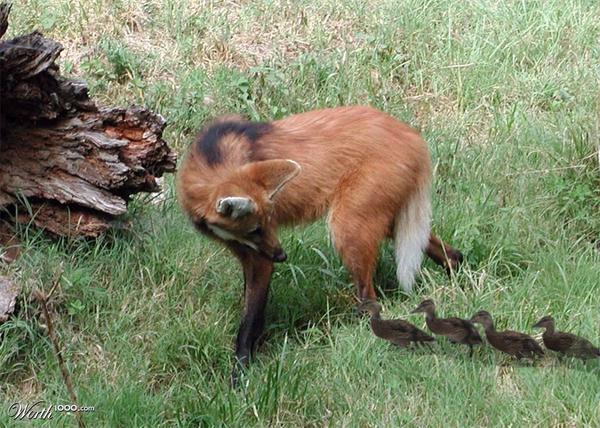 rickygervais's tweet image. "Oh, guys, come on, fuck off, or I'm gonna lose my reputation as a vicious killer"