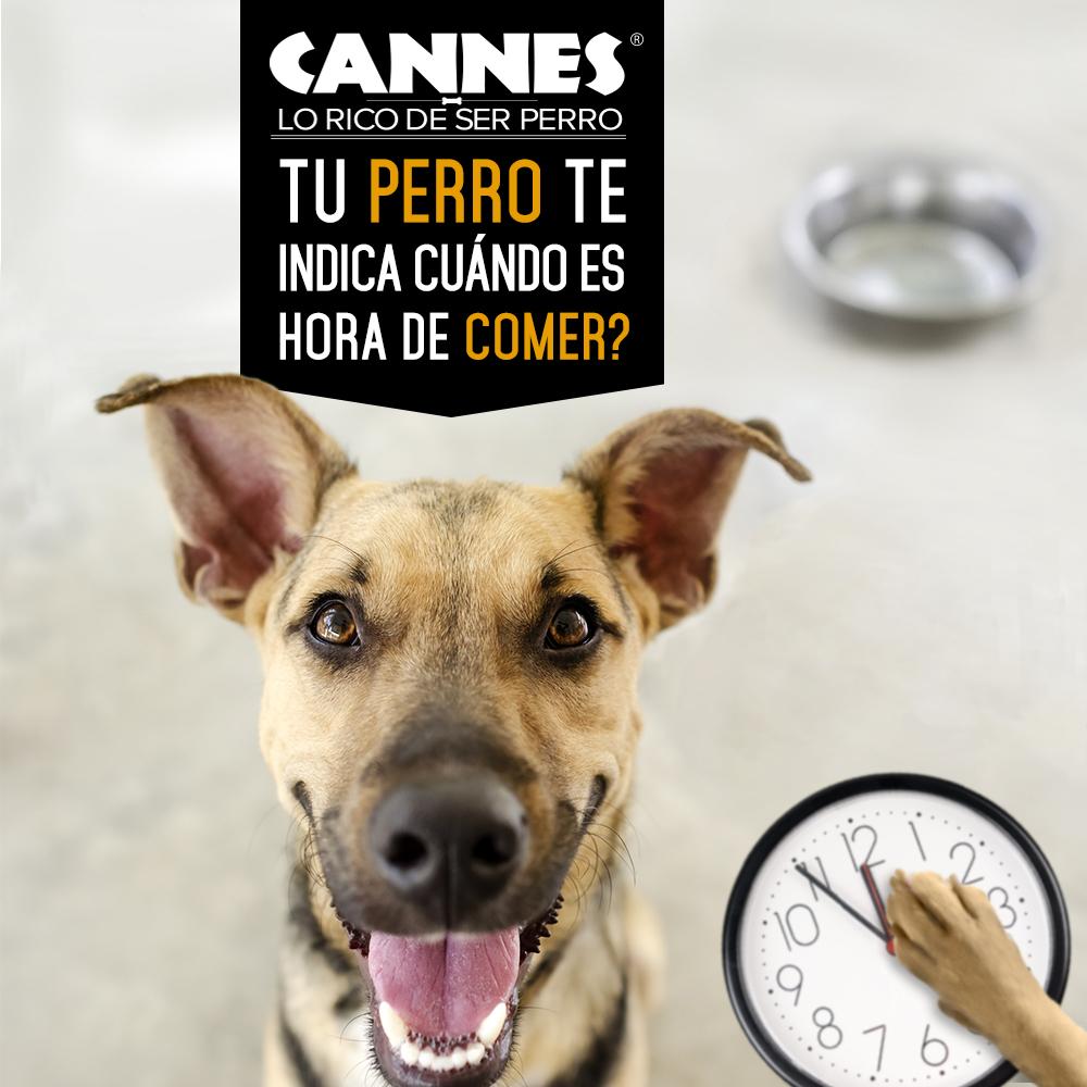 cannes_chile's tweet image. El reloj interno de un perro es excelente, saben cuando es la hora de comer, pasear o cuando vuelves del trabajo
