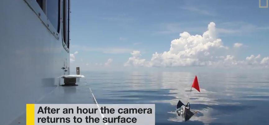 theoceanproject's tweet photo. Sharks found living inside an active volcano http://t.co/JwVqIza53S with video! http://t.co/1kmtrKFOPg