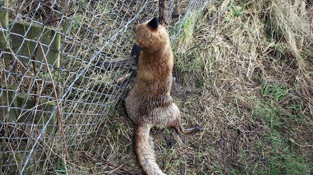 STVNews's tweet image. SNP to vote against Tories on fox hunting ban in England and Wales news.stv.tv/scotland-decid…