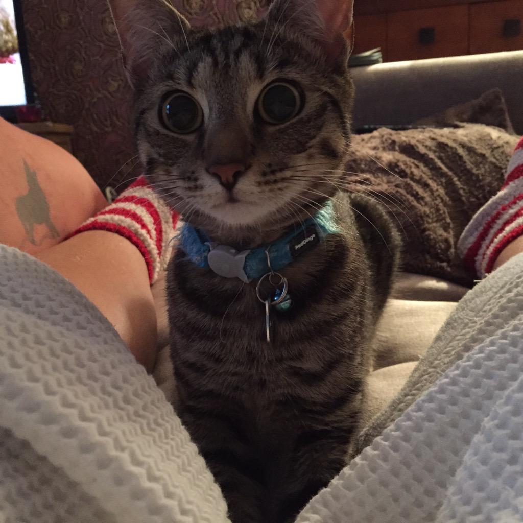 Lily_Rascal's tweet photo. I keeps pouncing on mummy.. She not playing back! #bumwiggle #tabbycat http://t.co/KLf5rfYEKx