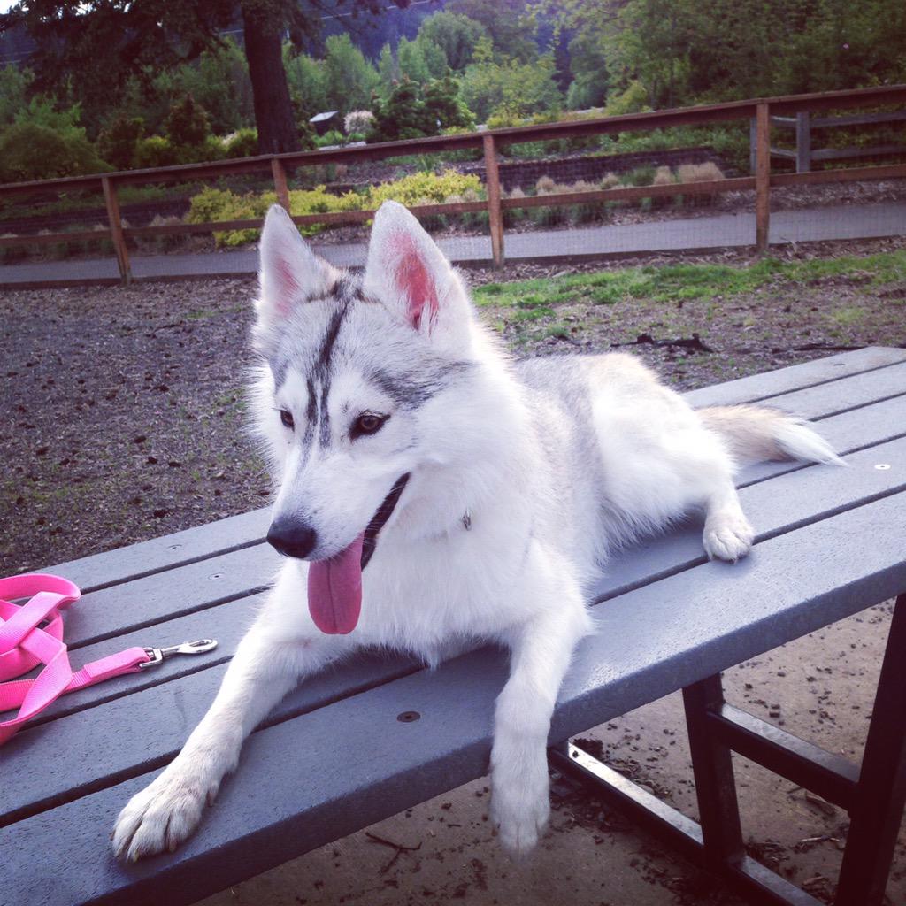 Okay everyone I NEED your HELP!! My fiancée has agreed that if I get 3,000+ Retweets Bella gets to be in our wedding!