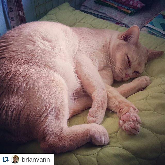 CatsofLR tweet picture