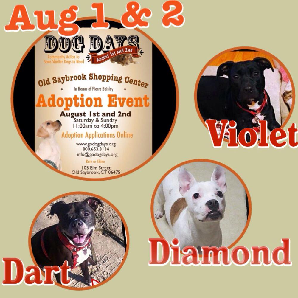 RedDogProjectCT's tweet image. Violet, Dart &amp;amp; Diamond can't wait for Aug 1&amp;amp;2! #reddogs #godogdays