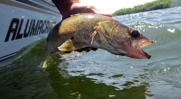 ODUFishing's tweet photo. Unlocking the Secrets to #Leadcore and Walleyes, Read more - http://t.co/f0eplXnRB0, http://t.co/faF3YAOmW8