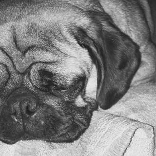 Sleepy times😴🐶#pug#dotty#lookatthosewrinkles#mybaby#cutie💕 findelight.net/puggie_detail.…