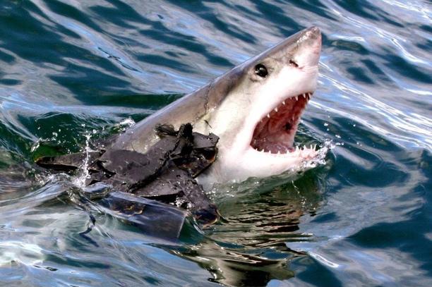 trover's tweet photo. Who's excited for #Sharkweek2015?? This guy sure is! http://t.co/JtWlukAQw3! http://t.co/4psvaNQnJj