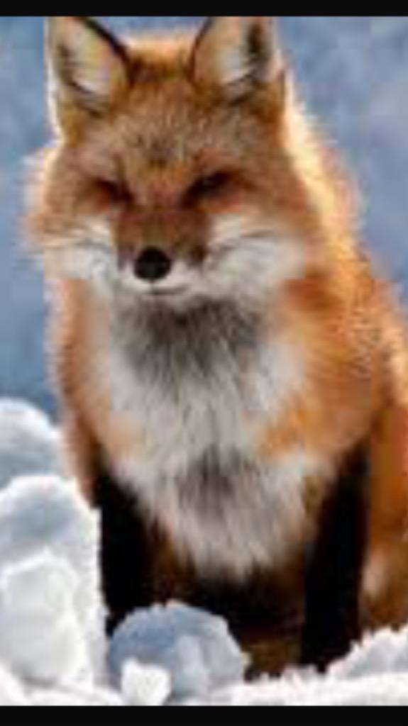 ananimalasu tweet picture