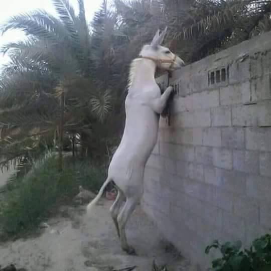 شكل الدواعش بالفلوجة حالياً 
عشتوا حمير وراح تموتون حمير

وشكراً 

#الفلوجة_تتحرر