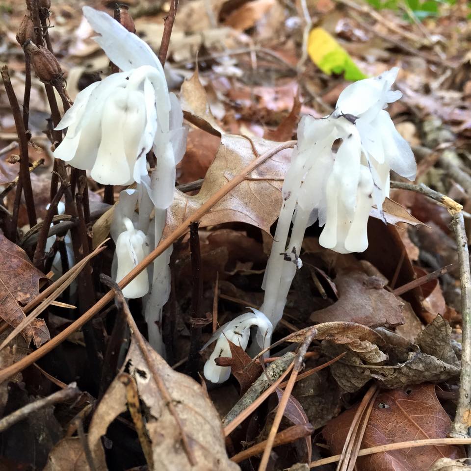 Treecologist1's tweet photo. Your mycotrophic plant of the day...Monotropa uniflora. Growing in my front yard. #mycotrophic http://t.co/wXuRlV2skO