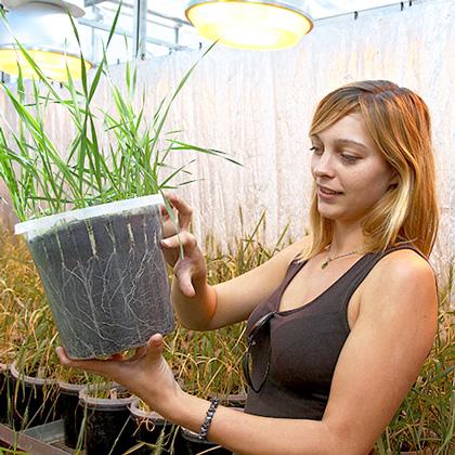 HickeyLab's tweet photo. Today @c6lrichard competes in the #3MT at #UQ - Can't wait to hear her thesis explained in just 3 minutes! @QAAFI http://t.co/wZyw3FzZnd