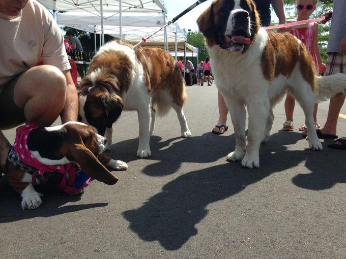 World’s Largest Dog Wash Held in Michigan for Gilda’s Club vytm.in/_s5i2A