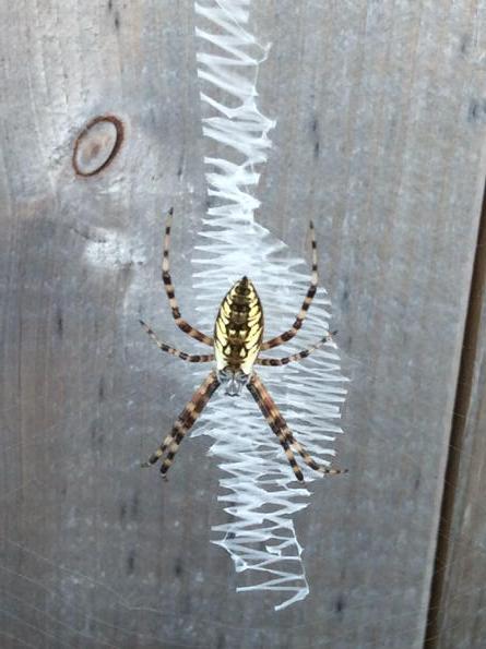 gavin_cowper's tweet photo. I discovered this was a 'Argiope Aurantia' - @CamFind http://t.co/huBBHT7SCt http://t.co/4AswwM2gMc