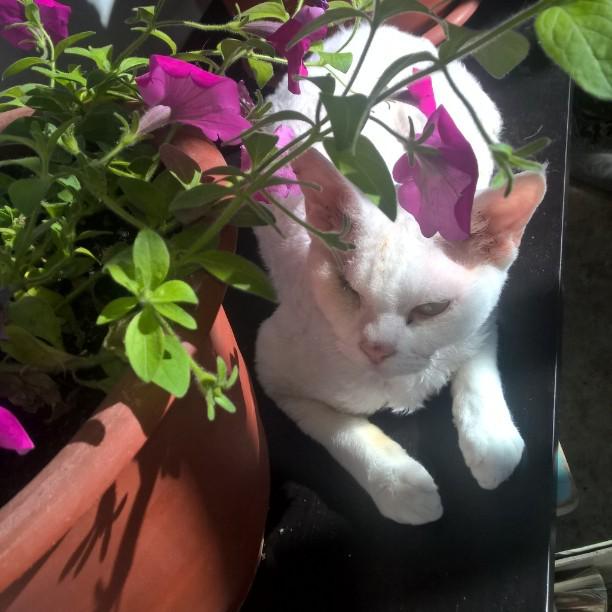 InstaDevyatka's tweet image. #девонрекс #девон #железногорск