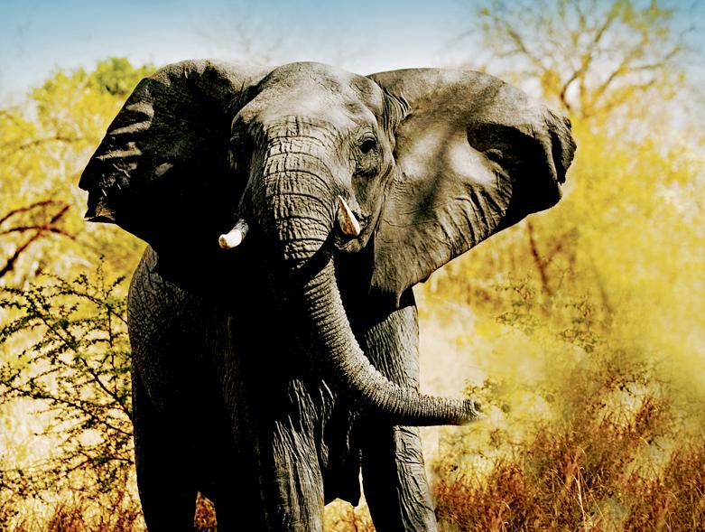 Luxury 13-day South Africa Package! 8 Safaris, Wine Tour and MORE! Just $5499 (was $9199) bit.ly/1UWgFAR