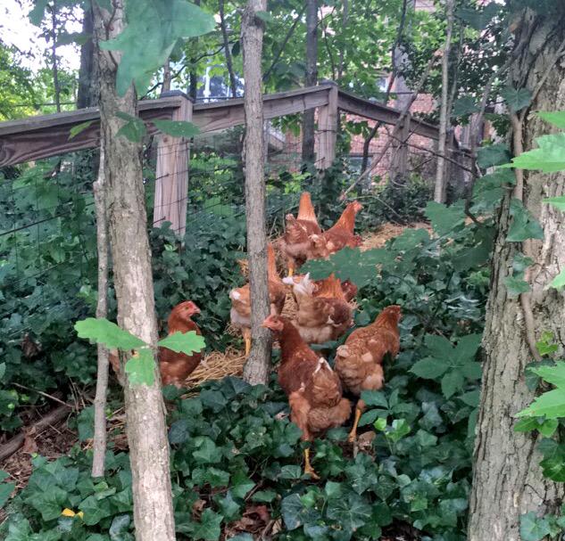 OthersLikeTank's tweet image. These darlings aren't abused, but a LOT of the chickens we eat are and that's something to remember. #OthersLikeTank