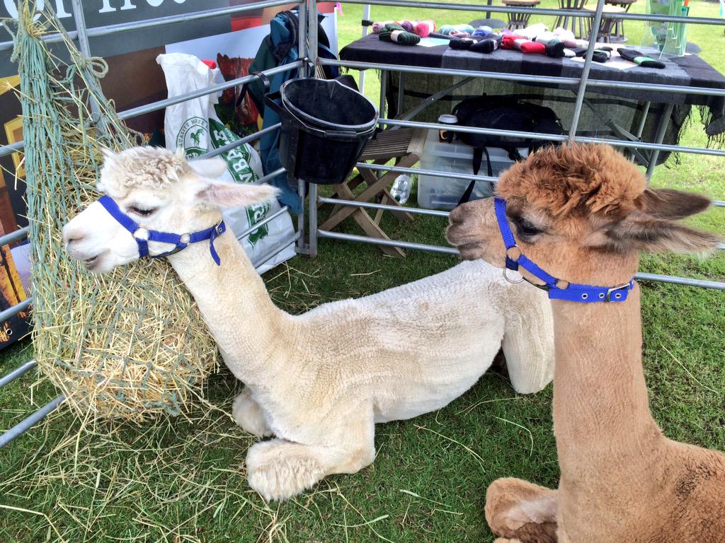 Welcome to Yorkshire tweet media