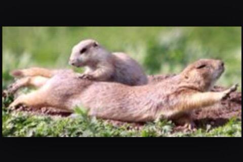 Massage lowers the heart rate causing instant relaxation #health #relax #pain #muscle