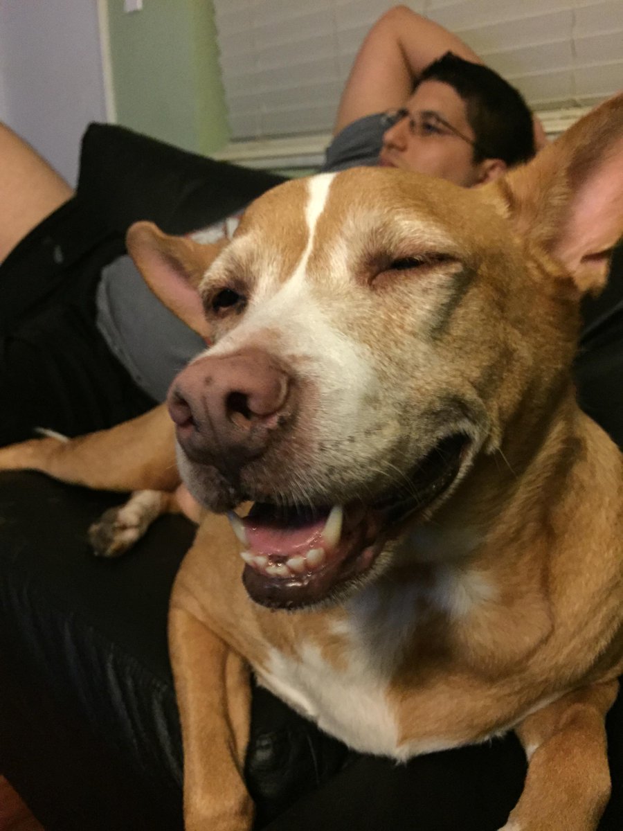 StinkyTink's tweet photo. When you're ready for bed but your humans won't turn off this #USMNT Gold Cup match. http://t.co/HxQ5lSvZQv