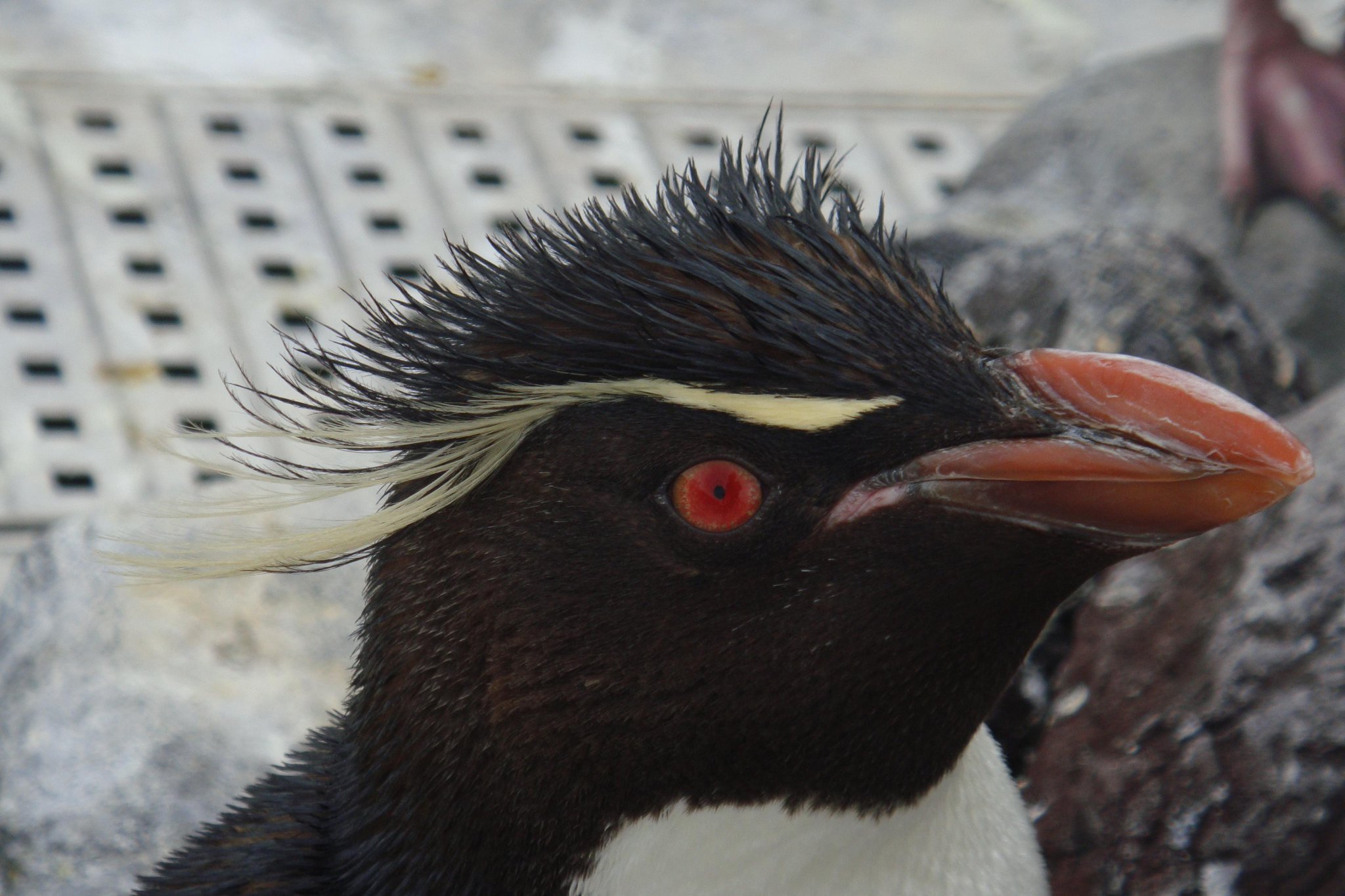 葛西臨海水族園 公式 裏側のペンギンたち ちなみに 大人のイワトビペンギンの飾り羽はこちら キリッとしてかっこいいですね し Http T Co U6e84vsiiw 葛西臨海水族園 公式 裏側のペンギンたち ちなみに 大人のイワトビペンギンの飾り羽はこちら キリッとしてかっこいいですね し Http T Co U6e84vsiiw