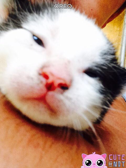 meow meow meow