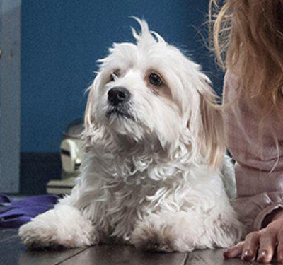 TheHorrorDogs's tweet photo. The Babadook (2014) #horrordogs #horror #dogs #thebabadook #hachi #bugsy http://t.co/e4DmCTIxHh