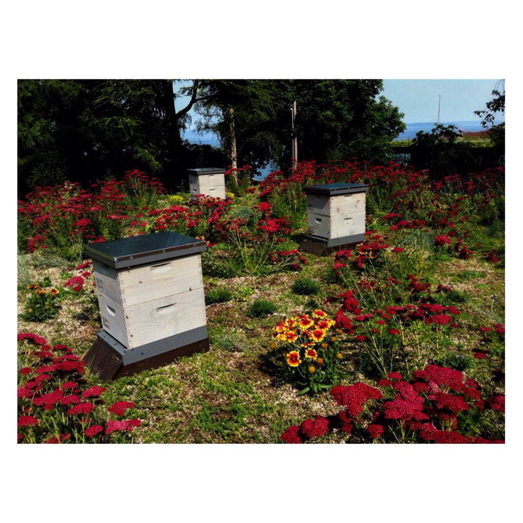 ballardbee's tweet photo. One of our hive host's amazing #green roof gardens with @Ballardbee hives http://t.co/s70XTjj7nC