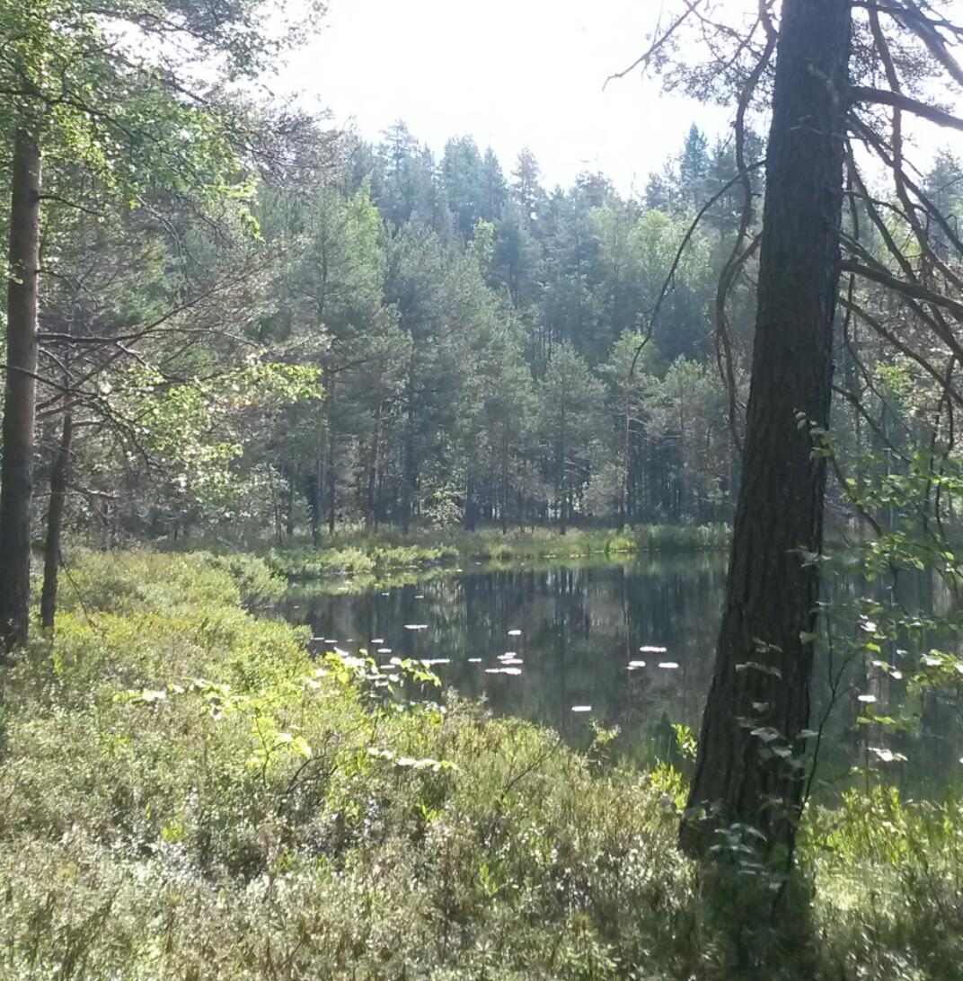 Upotetun kuvan pysyvä linkki