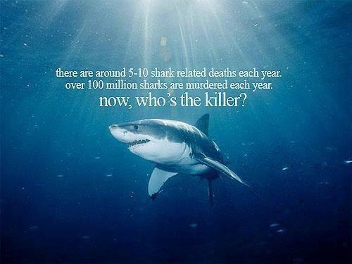 Shark Angel tweet media