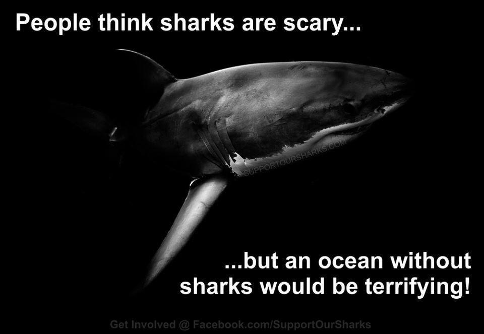 Shark Angel tweet media