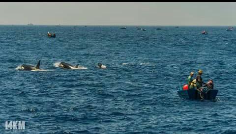 #KillerWhales hunting #bluefinTuna un between tiny fishermen boats #straitOfGibraltar #tarifa