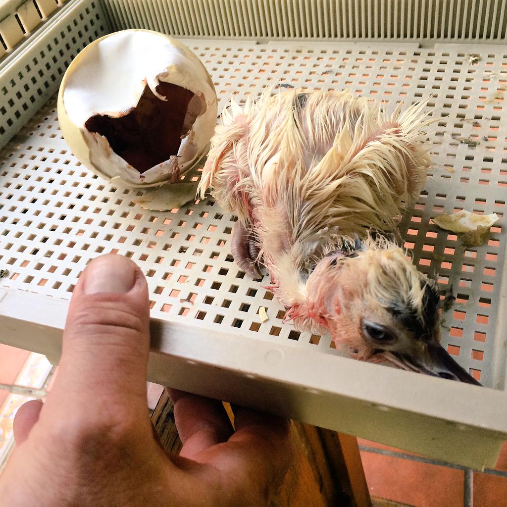 ElBosqueOviedo's tweet photo. Bienvenido a este mundo de locos #pollito #ñandú #reciennacido http://t.co/xyP3jW04fE