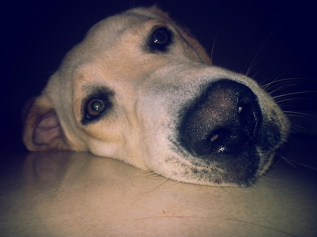 GaboOlisan's tweet photo. Lo segundo mas bonito de mi casa http://t.co/1gV5CplW7u