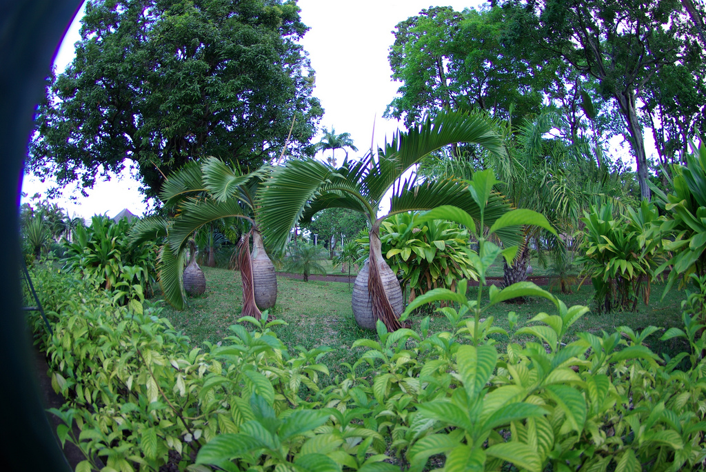 LadiLafeFR's tweet photo. "Aux arbres... citoyens" !! #14Juillet
© Caroline et Louis VOLANT
#JardindelEtat à #SaintDenis de #LaRéunion
#Team974 http://t.co/jTLKczgCY6