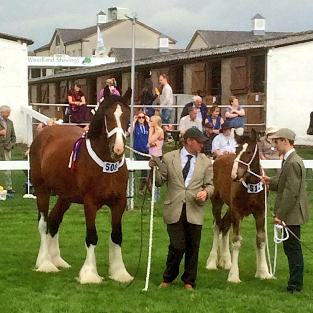 Detour to shire mares &amp; foals