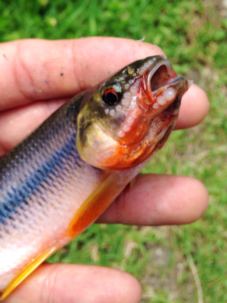 Masaki 自然大好きギタリスト Twitterren オスのカワムツの顔のイカツイこと 笑 カワムツて繁殖期は体に婚姻色でて顔周りも赤っぽくなって尻ビレでかなるんですけど 顔の周りにも追星ていう癌状突起物がこんな感じでブツブツでるんです ちょいグロいけど