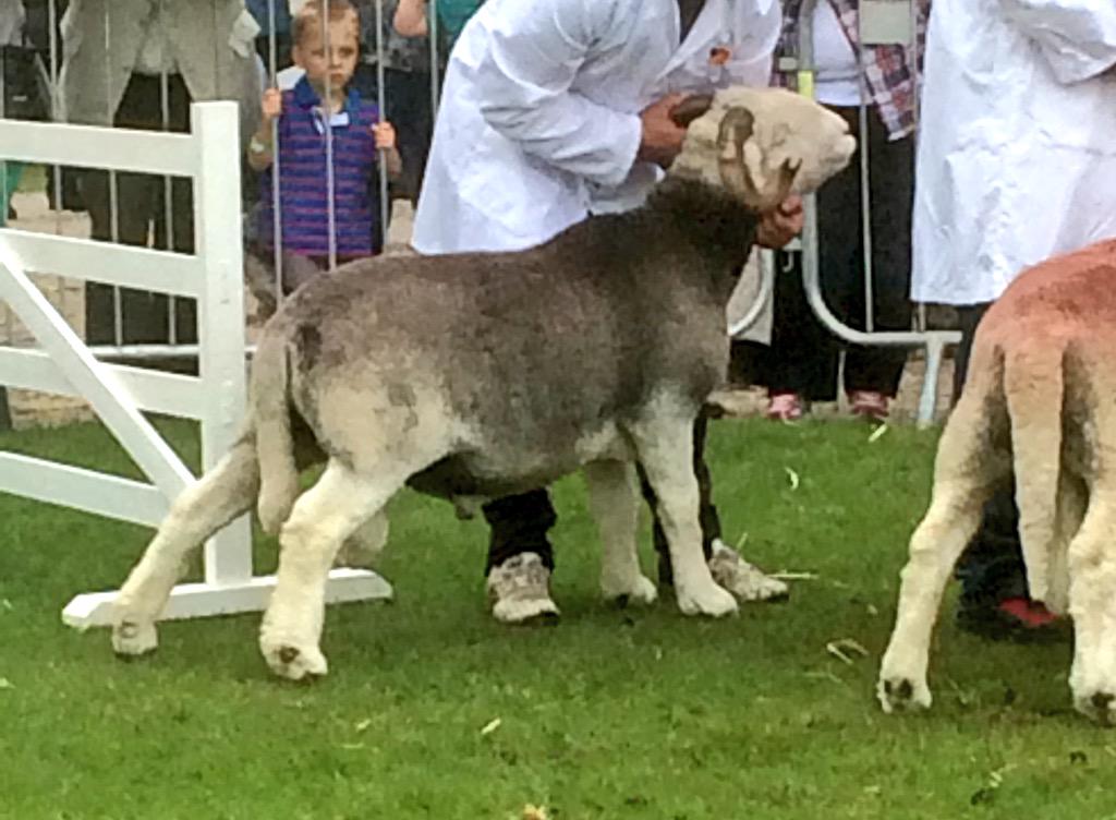 Herdwick rams 😍 #GYS #greatyorkshireshow