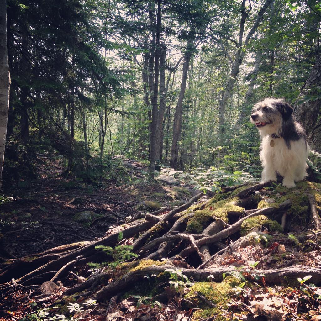 reeve_cat's tweet photo. @NSSPCA I adopted Walker a few months ago. He's the perfect addition to my life and a wonderful adventure companion! http://t.co/chDgeHerJ3