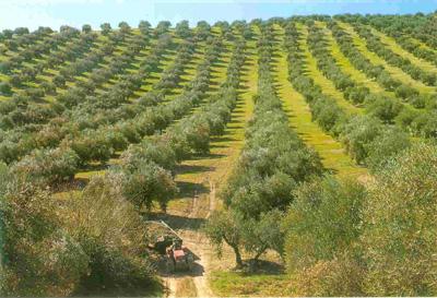 utreace's tweet photo. ¿Sabía que cada 10 segundos se consume una tonelada de aceite de oliva en todo el planeta? http://t.co/z9apD9gbTF http://t.co/l2tLQREdBv
