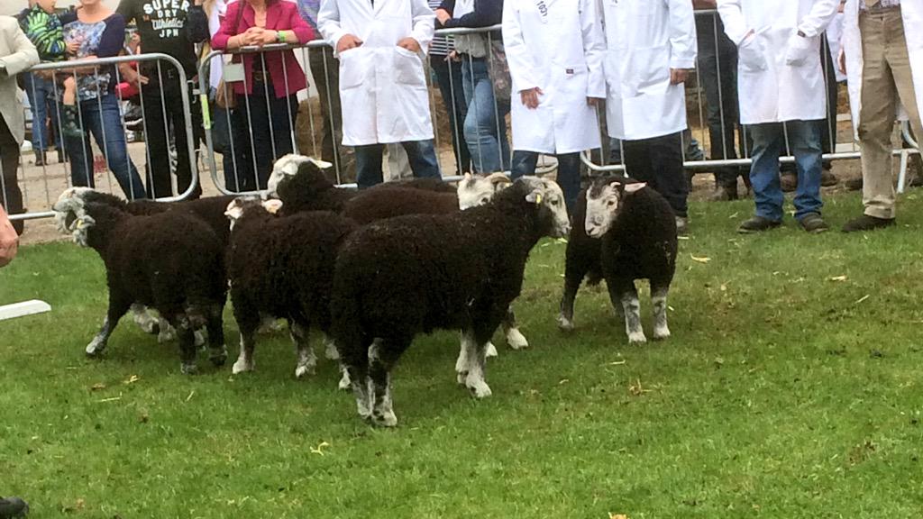 Herdwick ram lambs #GYS #greatyorkshireshow