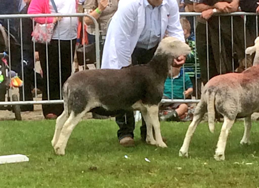 Herdwick yow #GYS #greatyorkshireshow