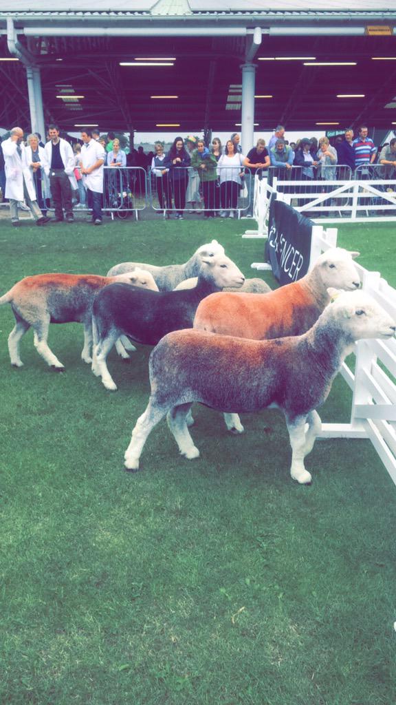 #GYS #greatyorkshireshow