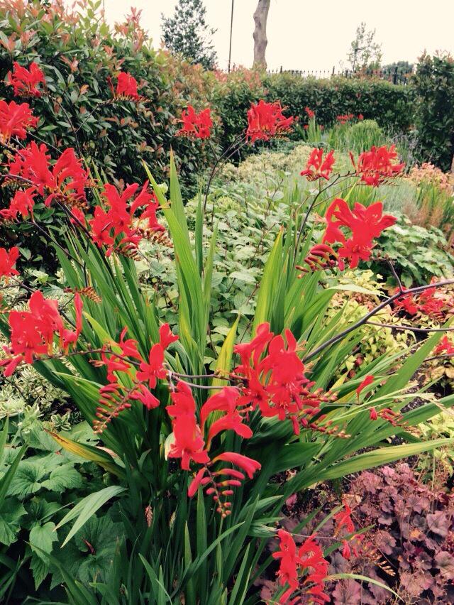Crocosmia flourishing at Bromyard Avenue #Landscapemaintence #Summer