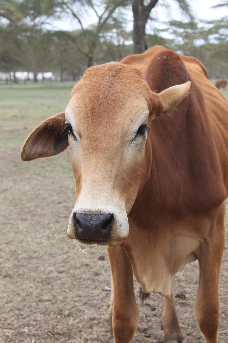 livestocklab's tweet photo. Happy #CowAppreciationDay from the Livestock Innovation Lab! http://t.co/7dpxc0hgkf http://t.co/oD93EBliUb