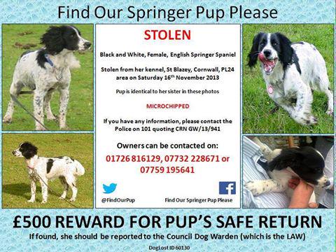 The_Animal_Team's tweet photo. #LOST SPRINGER PUPPY ST.BLAZEY #CORNWALL PL24 #RT http://t.co/ylqo993O7A