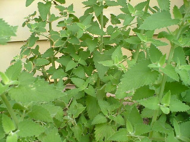 CrackForKitty's tweet image. Beautiful #CrackForKitty #CatNip crop this year. Must be all the rain:)