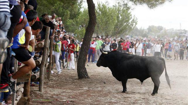 eldiarioes's tweet photo. Un centenar de artistas se ofrecen a actuar gratis a cambio de eliminar el Toro de la Vega http://t.co/aIXyigvN2n http://t.co/xMcGraMKzn