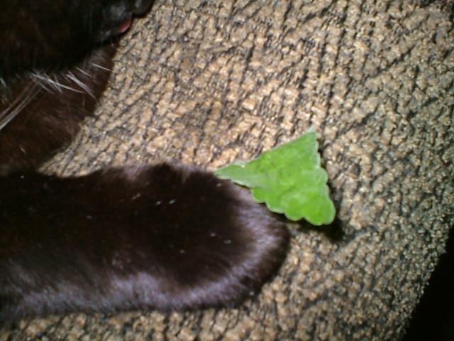 weightlosscat's tweet image. Me with a fresh #CatNip leave from #CrackForKitty. Mmmm, Indy loves fresh nip!!!!