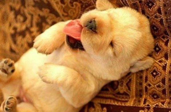 StumblerTop's tweet image. how i feel when someone plays with my hair